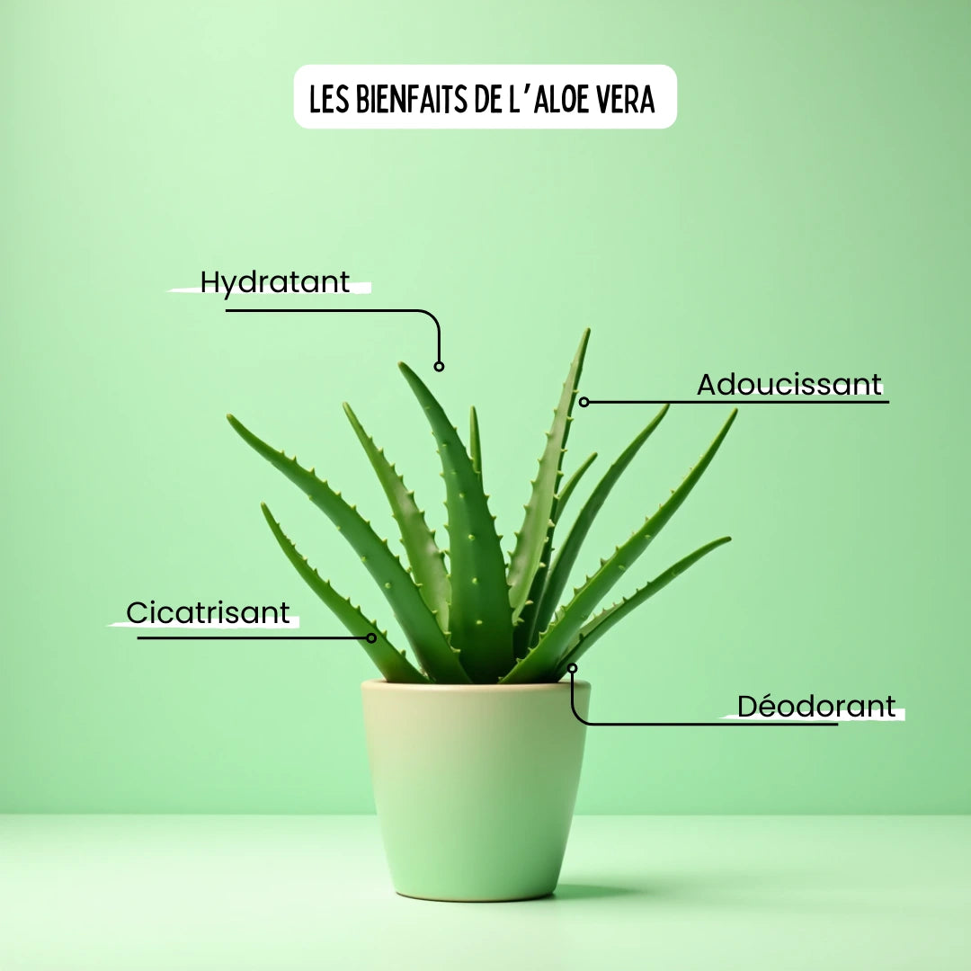 Savon Aloe Vera - Margeaubrac