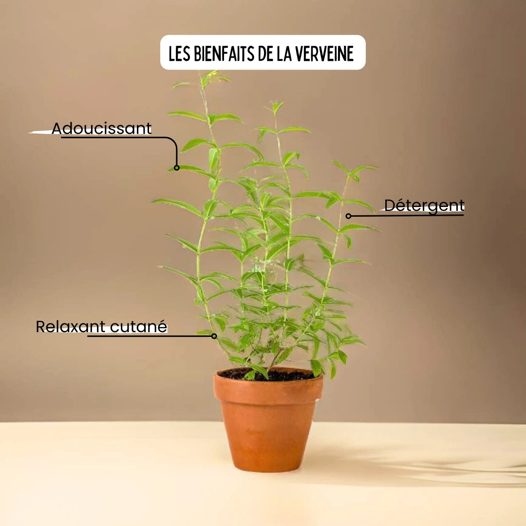 Shampoing Douche Romarin - Verveine - Margeaubrac