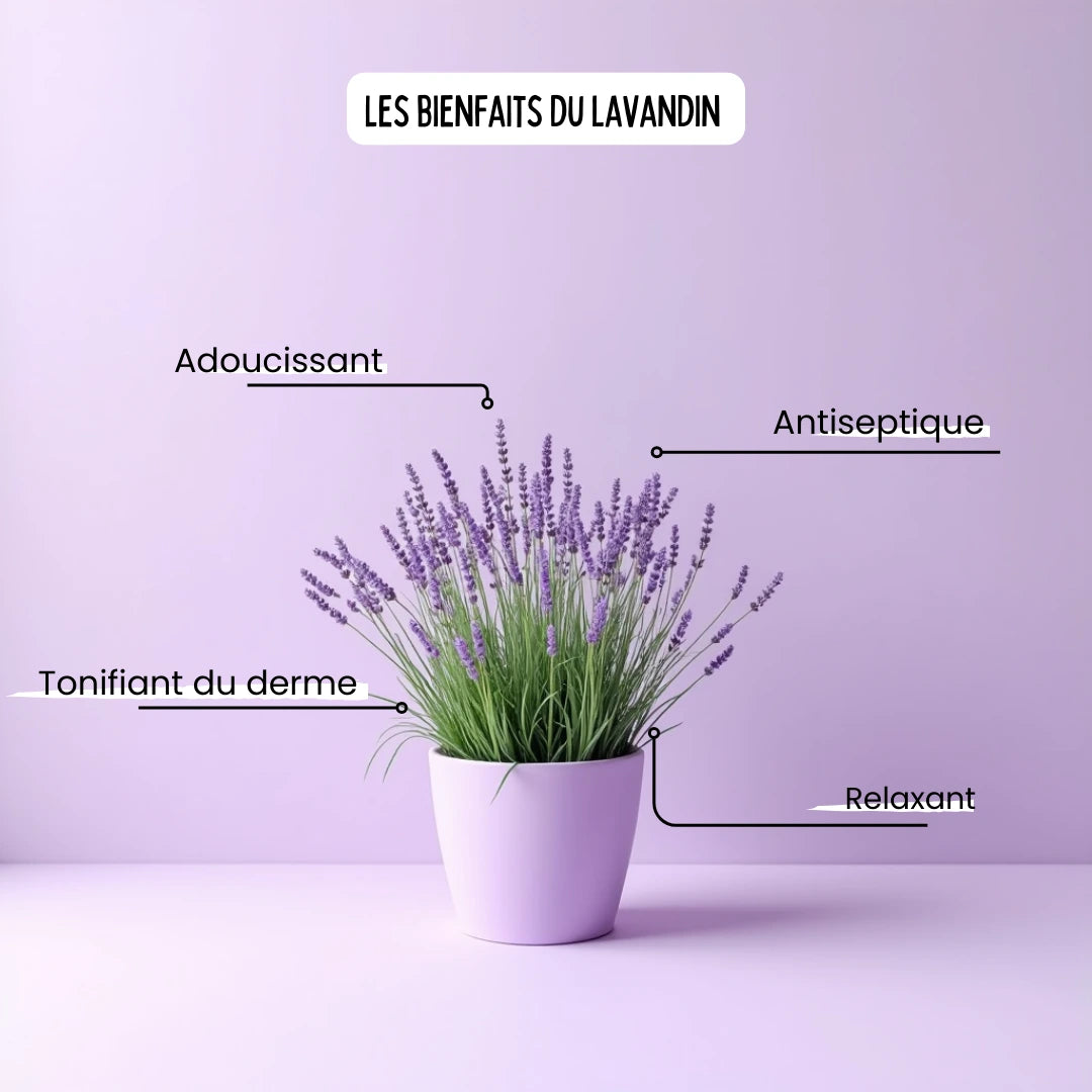 Savon au Lavandin - Margeaubrac